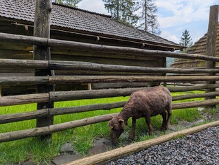 a ram near a fence in a village