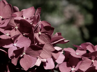 Ethereal Muted Red Hydrangea Macrophylla Blooms in Sunlight