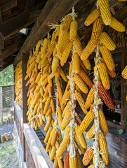 Dry corn cobs hang on a rope