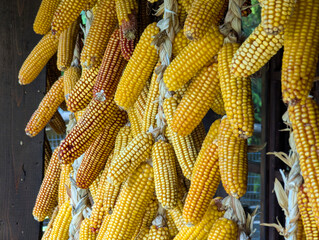 Dry corn cobs hang on a rope