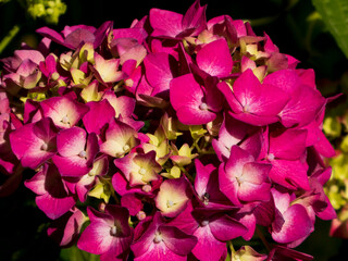Vibrant Pink and Pale Yellow Hydrangea Macrophylla Blooms