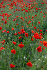 Fototapeta premium Close-up of red poppy flowers in full bloom.