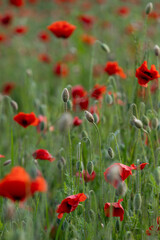 Close-up of red poppy flowers in full bloom.