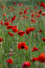 Close-up of red poppy flowers in full bloom.