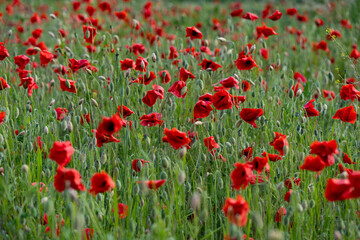 Obraz premium Close-up of red poppy flowers in full bloom.