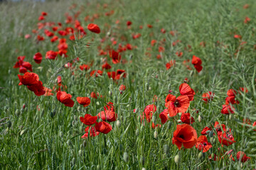 Close-up of red poppy flowers in full bloom.