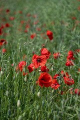 Close-up of red poppy flowers in full bloom.