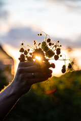 Sunset seen through the branches of the forest strawberries in a hand. 