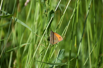 butterfly sits on a leaf © MARIA
