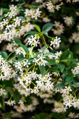 Bushes of blooming scented Jasminum officinale, closeup. Common flavor jasmine during flowering in...