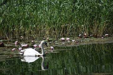 white swan on the lake © MARIA – Nature