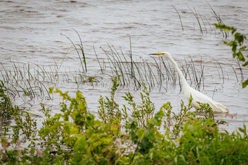 A white egret in flight over a windy lake, with blurred motion in the wings and a distant shoreline...