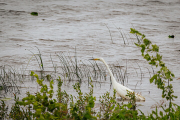 A white egret in flight over a windy lake, with blurred motion in the wings and a distant shoreline...
