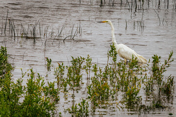 A white egret in flight over a windy lake, with blurred motion in the wings and a distant shoreline...