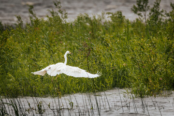 A white egret in flight over a windy lake, with blurred motion in the wings and a distant shoreline...