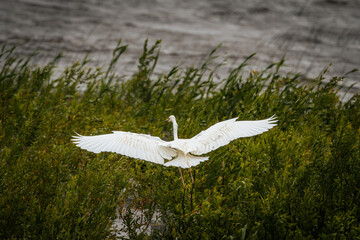A white egret in flight over a windy lake, with blurred motion in the wings and a distant shoreline...