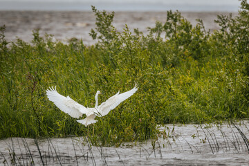 A white egret in flight over a windy lake, with blurred motion in the wings and a distant shoreline...