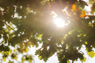 Sunlight shining through dense green oak leaves, creating a warm glow and soft lens flare in a...
