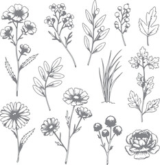 Botanical Illustration of Wildflowers and Foliage A Delicate Sketch of Nature's Beauty and Simple Elegance in Grayscale Simplicity