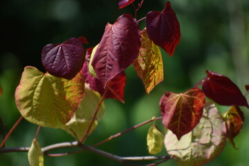 red and green leaves