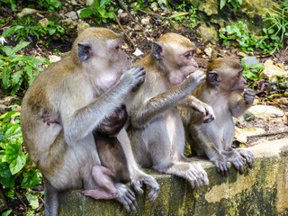 Mother and a baby and other two monkeys sitting and eating