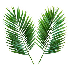 Two palm leaves isolated on transparent background