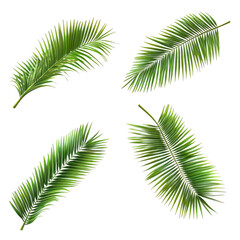 Palm leaves, tropical fronds isolated on transparent background