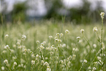 field of hoary alyssum