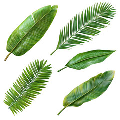 Tropical green leaves assortment isolated on transparent background