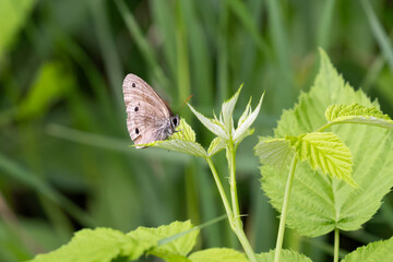 Obraz premium little wood satyr butterfly
