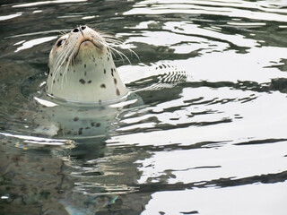 Close-up of spotted seal with his head poked out of water