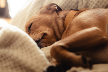 Peaceful dream of a puppy on a beige, cozy blanket in warm, natural light, thoughtful relaxation and carefree