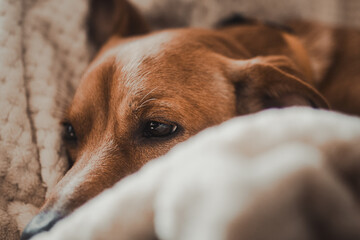 The look of a sleeping dog, immersed in a soft, beige blanket, in warm, natural light, showing delicacy and peace