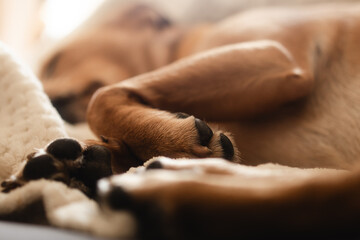 Close-up of the furry paws of a sleeping dog, immersed in a soft, creamy blanket, in warm, natural light