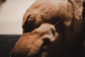 Close-up of the mouth of a sleeping dog in natural, warm light, showing details of fur and eyelashes, ideal for relaxation