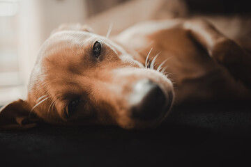 Relaxing dog with an open eye, lying comfortably on a dark background, in soft, natural light in the comfort of home