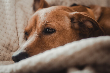 An intimate portrait of a dog resting on a soft, beige blanket, with his eyes slightly tilted in natural, warm light