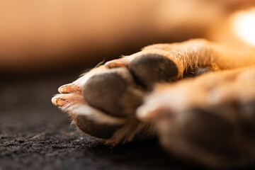 Close-up of the delicate paw of a sleeping dog, with visible pads and claws, in warm, natural light, with a blurred, dark background