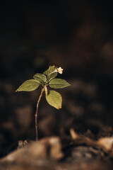 A delicate, young plant with a single flower, growing from a dark, blurred forest litter background, symbolizing hope and new life