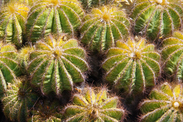 Field of spiky round barrel cacti