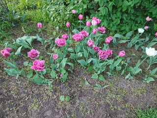 A flowerbed with wonderful spring pink tulips