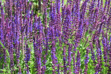 Naklejka premium lavender field in provence