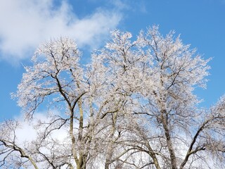 Ice storm, ice on trees, frosting rain