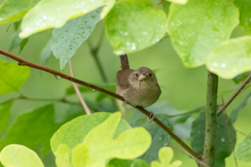 bird with insect