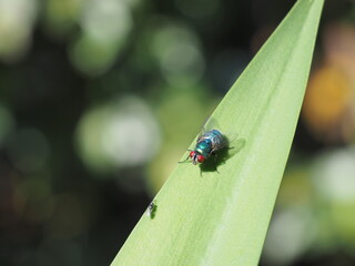 Fly and pteromalidae on leaf