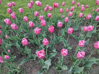 A flowerbed with wonderful spring pink tulips