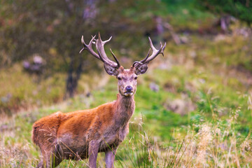 Fototapeta premium Hirsch - Rothirsch - Jagd - Allgäu