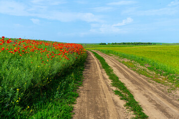 Poppy blossoms sway gently in the open field adding vibrant red splashes to the peaceful rural...