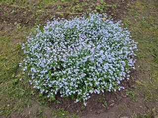 A flowerbed with wonderful blue forget-me-nots