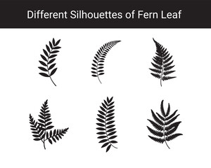 Set of Different Fern Leaf Silhouettes – Botanical Black Leaf Vector Collection